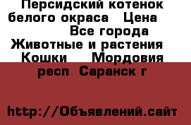 Персидский котенок белого окраса › Цена ­ 35 000 - Все города Животные и растения » Кошки   . Мордовия респ.,Саранск г.